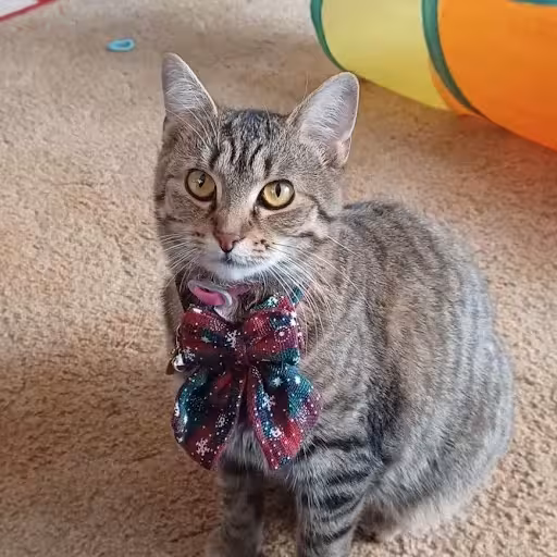 Upload a photo of your pet